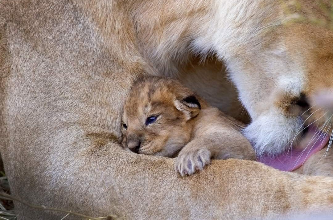 LIONLOVERS5's tweet photo. First day with the eyes open!!

So precious ❤️

#LoveLions 
📸Viktoras Dubinskas https://t.co/nLjCquXAvf
