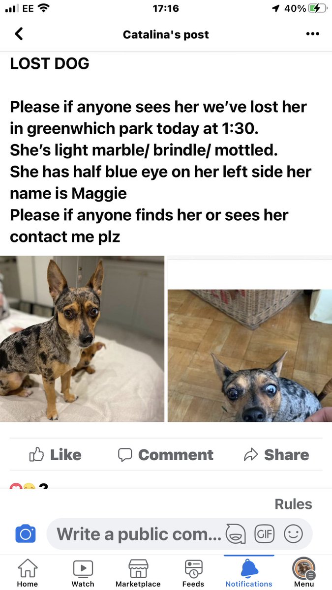 Dogs of Tooting 1 tweet media