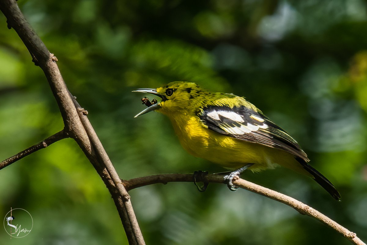 SyamPotturi's tweet photo. Common Iora tossing it's snack...
Hyderabad, Telangana
Oct2022

https://t.co/M0jkRokoJ1

#commoniora
#IndiAves #birdwatching #birdphotography #birds #BirdsSeenIn2022 #TwitterNatureCommunity 
#AmeenpurBHS https://t.co/gzmqwsxWRO