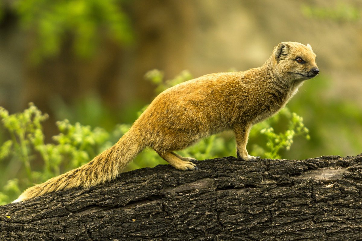 bestnomoj's tweet photo. 🌍 Vulpa cinikto ( Cynictis penicillata ) #Afrikajbestoj | #Esperanto #bestnomoj #bestoj https://t.co/sZmR4ixecL