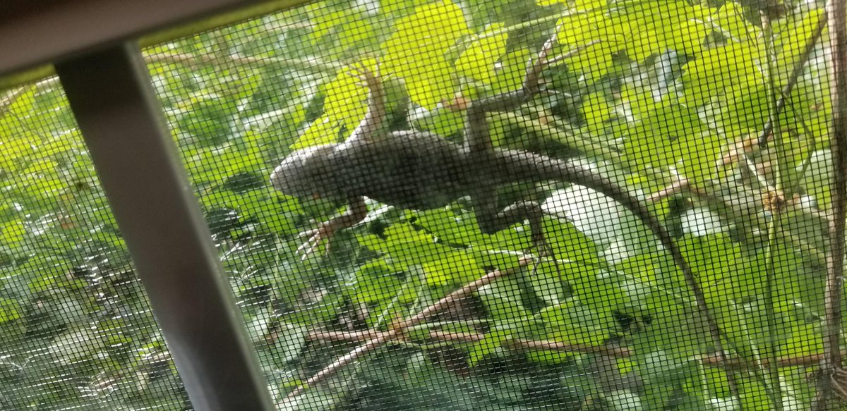 What the heck is this?!?!  It's just sitting there outside the window!

#cats #lizards