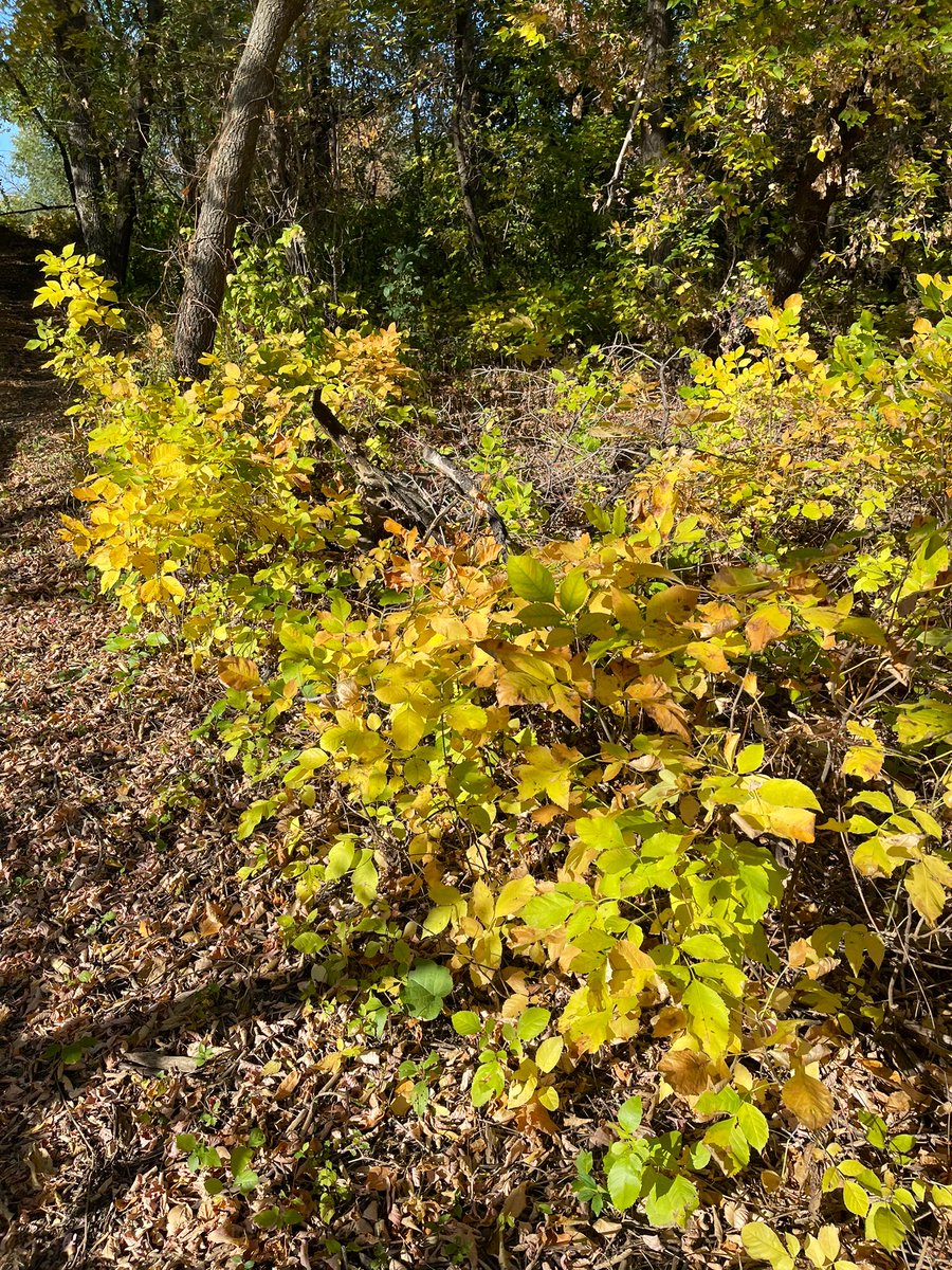 NaomiOrre's tweet photo. 53° + wall-to-wall sunshine. Mother Nature is spoiling us already, this weekend. #ndwx #mnwx #PrairiePlaces #FargoThings #visitFM 🍂🍃🍁 https://t.co/llROr72YWH