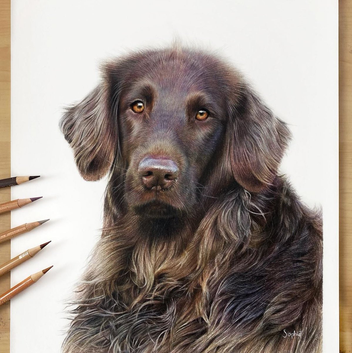 Just finished this dog portrait to be displayed in a local vets. I chose it because of all the colourful undertones in the fur and the complicated wavy fur. #petportraits #dogsoftwitter #handdrawngift #realism #dogportrait #perfectgift #dogdrawing #drawmydog #petgifts #gooddog