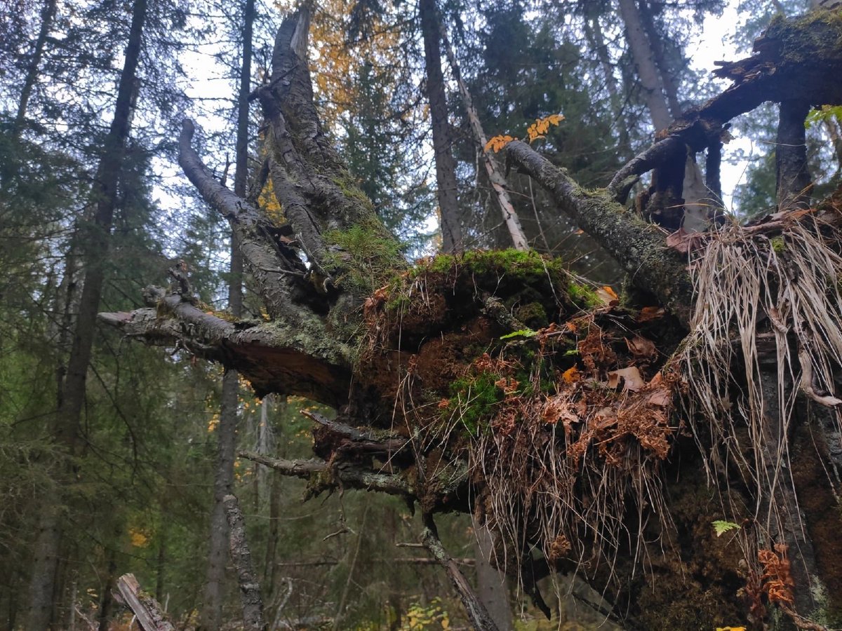 ARDEZART3's tweet photo. Art of the unconscious
Forest mammoth - who made you up? https://t.co/k7T6L4Orec