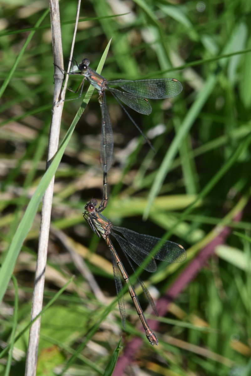 North Cave Wetlands (@northcavewet) on Twitter photo Willow emerald damselflies working on the next generation on the North path (a new site for them) <a href="/BDSYorkshire/">York. Dragonfly Grp.</a> Willow emerald damselflies working on the next generation on the North path (a new site for them) <a href="/BDSYorkshire/">York. Dragonfly Grp.</a>