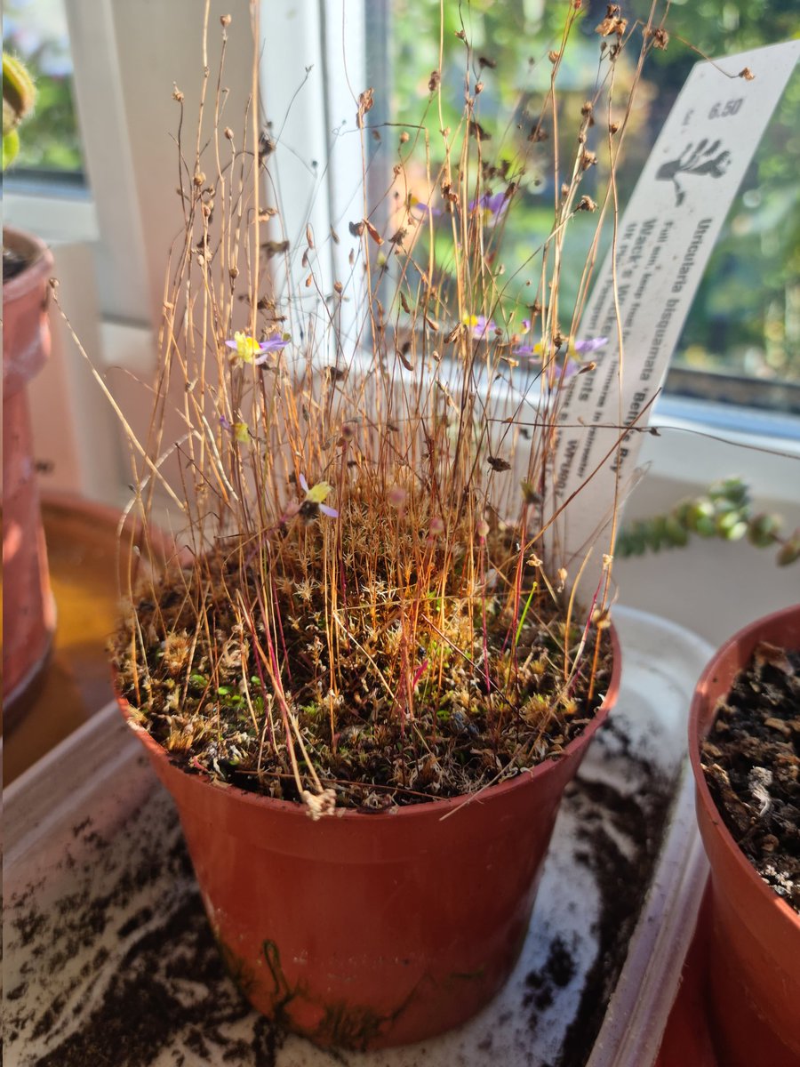Early birthday present to me, <a href="/WWickedPlants/">Wacks Wicked Plants</a> should carry a monetary health warning! 5 more added to my kitchen windowsill today! Great people too!