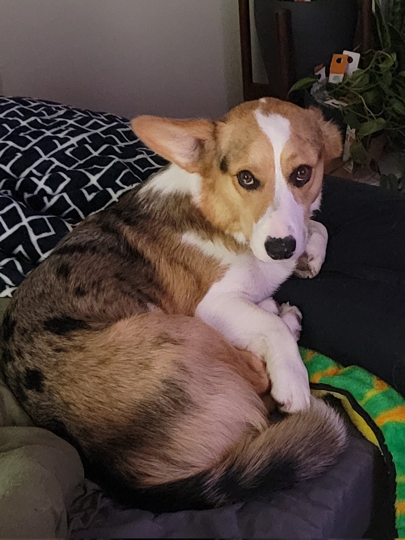 Pupsker on Twitter "dog_rates NOODLE COMING IN FAST! https//t.co