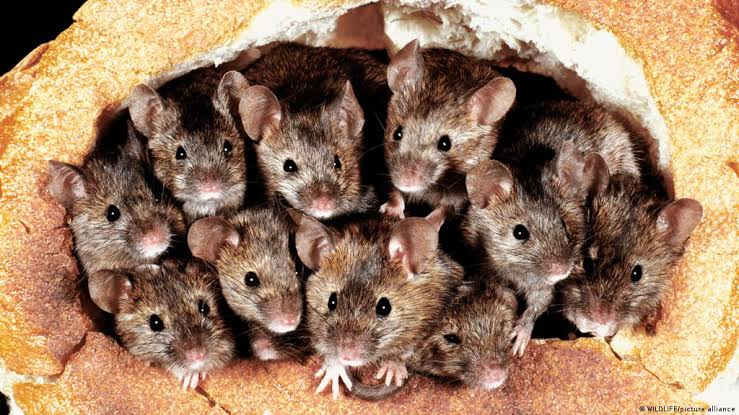 periodistan_'s tweet photo. Hace menos de 60 años, una gigantesca plaga de ratas provocó la creación de un nuevo país.

Esto que te voy a contar no es ciencia ficción.
Esto sucedió. https://t.co/itFnSqmxmo