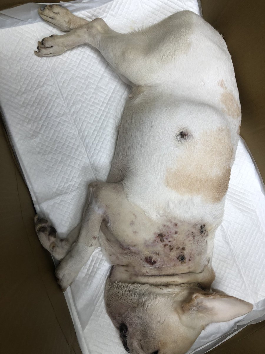 LChiacheng's tweet photo. 謝謝大家的鼓勵我女鵝7:50離開我了，願他無病無痛，好好走
謝謝感恩大家 https://t.co/tS5jzU1t6L