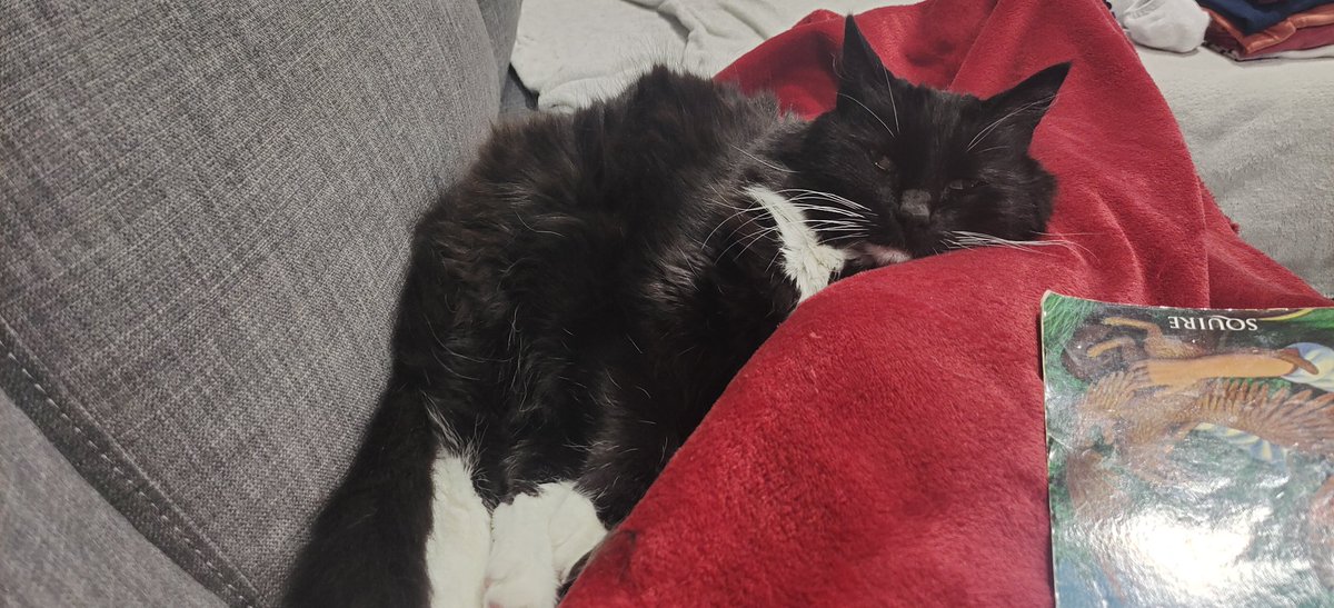 sorcy79au's tweet photo. That looks so uncomfortable Xander...🤨

#Xander #Xan #Xannie #Xanniecakes #Xanbone #고양이 
#catsofinstagram 
@TamoraPierce #Tortall #Keladry #ProtectorOfTheSmall 
#readingwithjaebeom https://t.co/hfG8vS4dQ9