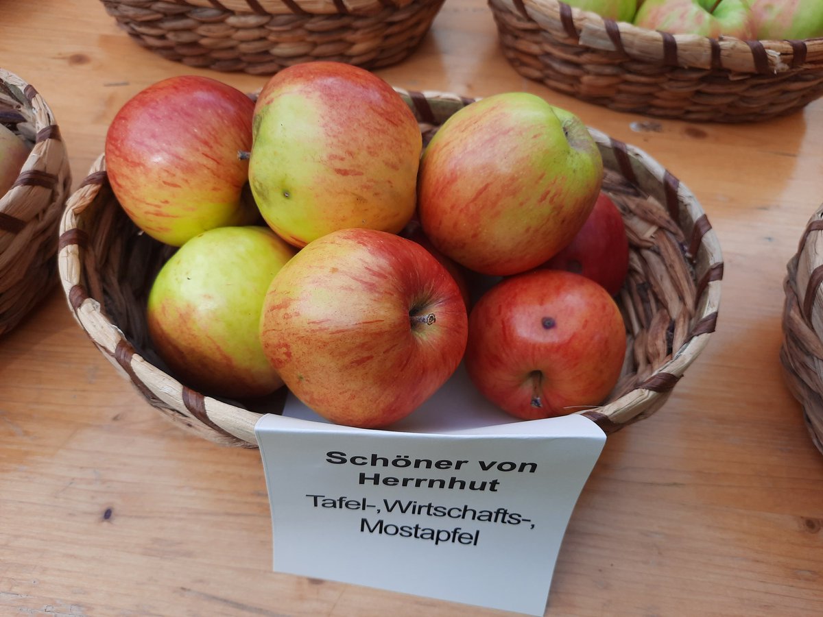 tueboga's tweet photo. Sortenausstellung im #Arboretum #jetzt https://t.co/cEPilPG7Ui