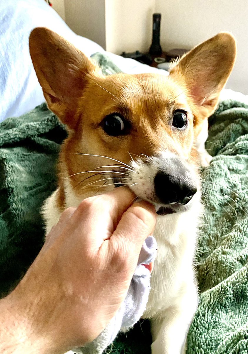 Jacques_O_Bean's tweet photo. Hooman don’t take my sock 🧦 !  If you wear it, you leave 🥺

#Corgi #CorgiCrew #Dog #dogsoftwitter #puppy #cute #cuteanimals #cutedogs https://t.co/K77QE4Iytt