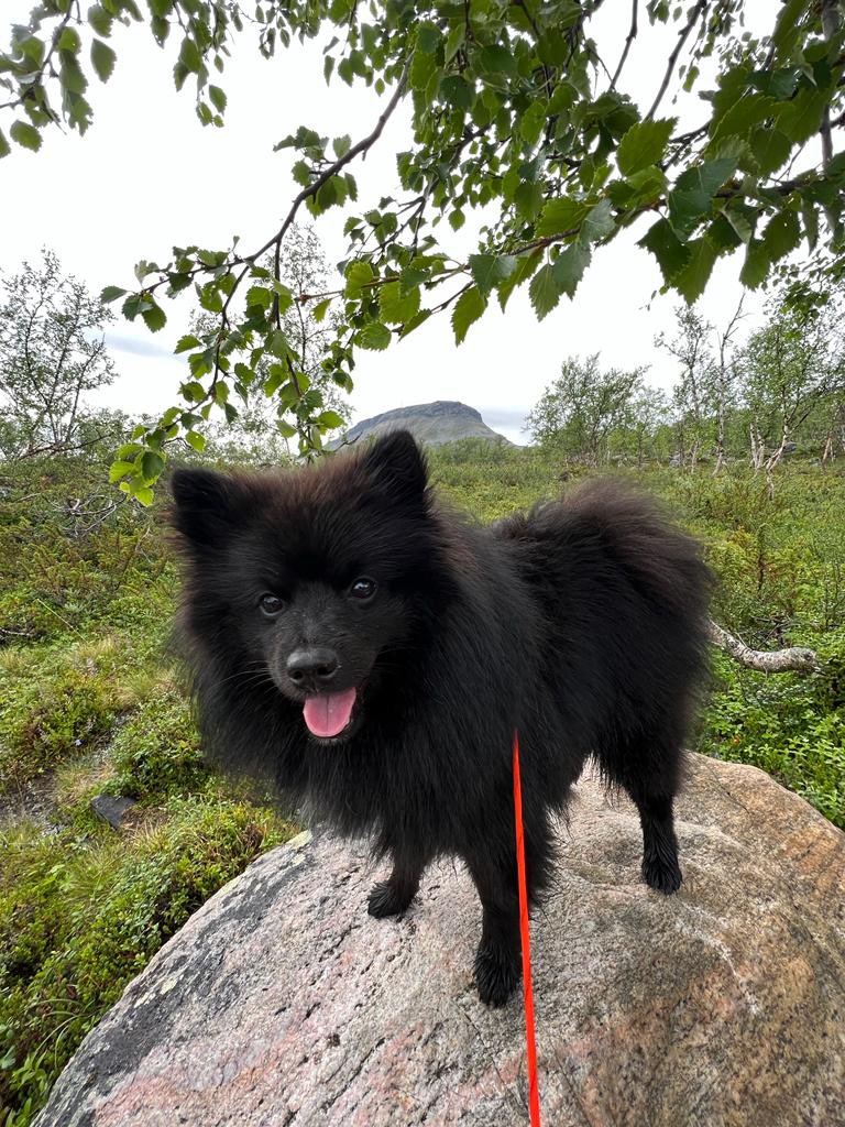 MuukkonenMinna's tweet photo. @asikainen_jussi https://t.co/sa3g3IZqLS