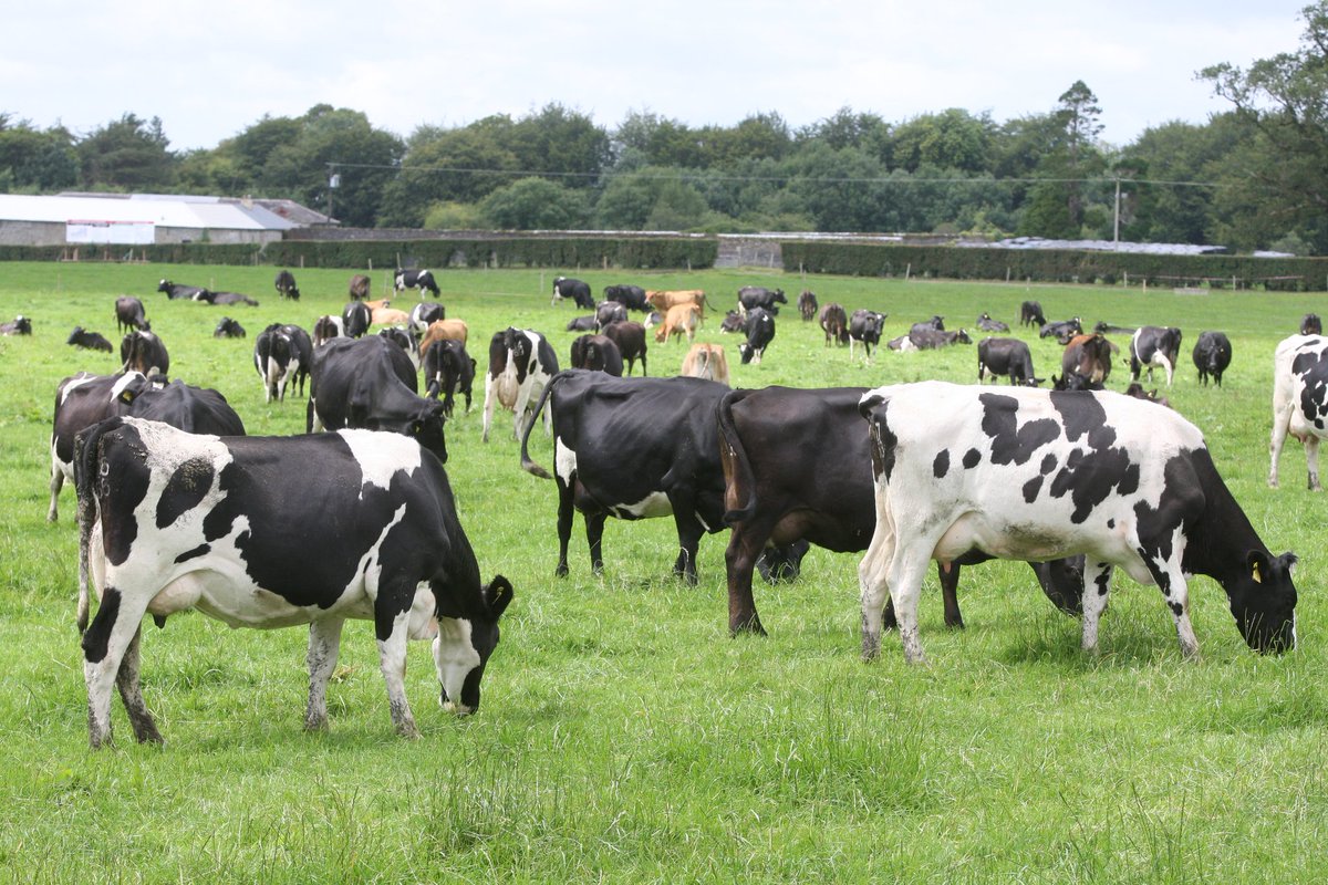 Irish Grassland Association CLG (IGA) (@irishgrassland) on Twitter photo ๐ SAVE THE DATE MEMBERS๐
๐#IGADAIRY 17TH + 18TH JAN 2023๐
๐WIN 2 TICKETS๐
Book B+B now (as roms always sell out) <a href="/CharlevillePark/">CharlevilleParkHotel</a>
Free members event 17th + full day conf 18th. @yarairelandagronomy #igaevents #teamiga
RT + comment #igadairy TO WIN ๐ SAVE THE DATE MEMBERS๐
๐#IGADAIRY 17TH + 18TH JAN 2023๐
๐WIN 2 TICKETS๐
Book B+B now (as roms always sell out) <a href="/CharlevillePark/">CharlevilleParkHotel</a>
Free members event 17th + full day conf 18th. @yarairelandagronomy #igaevents #teamiga
RT + comment #igadairy TO WIN