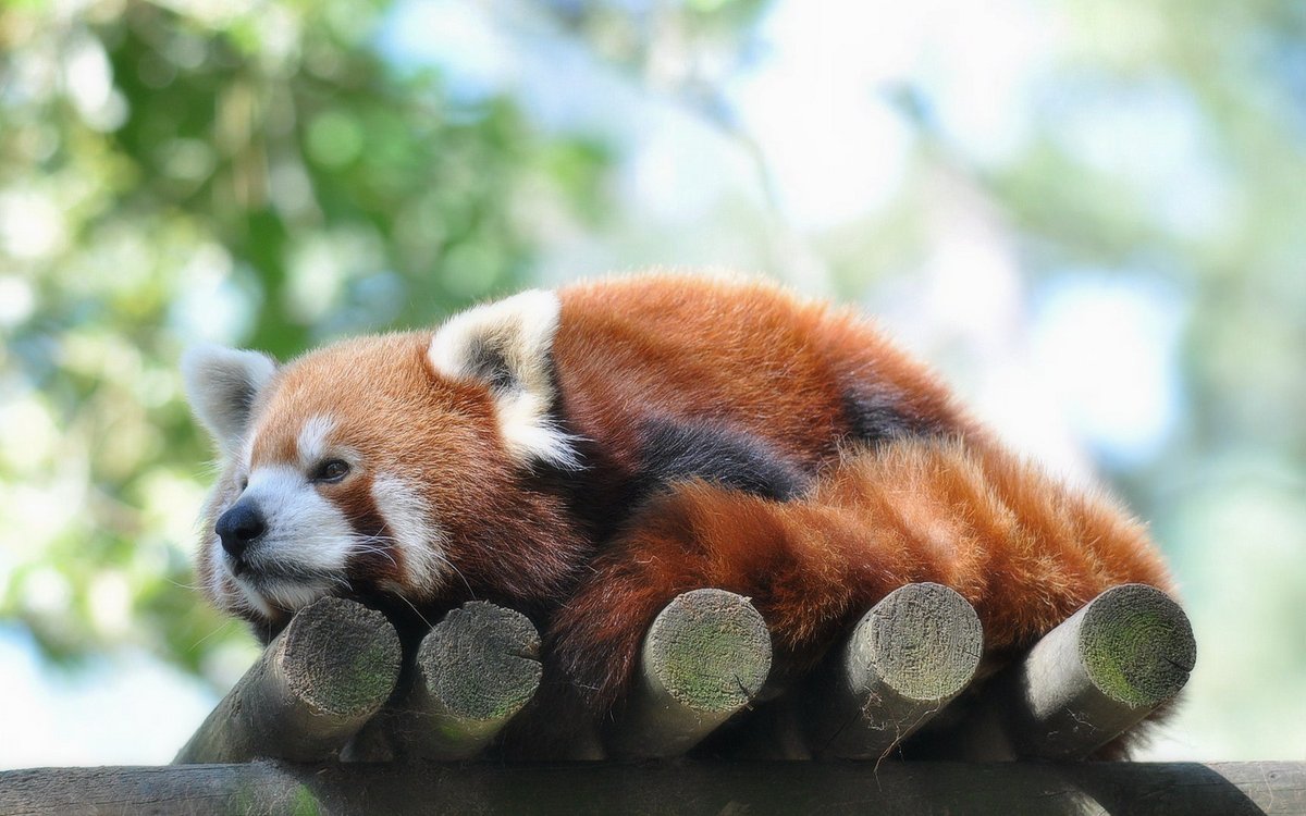 RedPandaEveryHr's tweet photo. https://t.co/6in41Bs596