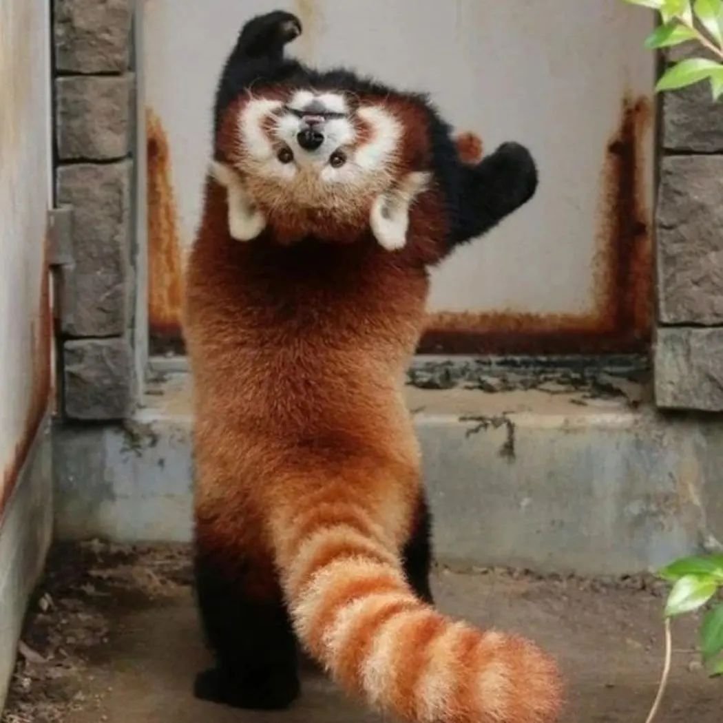 panda_lover07's tweet photo. Too cute❤️🐼🥰
#redpandas #redpandalover #redpandaword #redpandapuppies #redpandasoftwitter https://t.co/ErWbdeWYk4