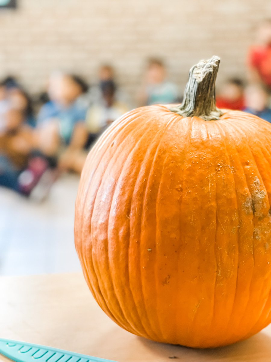 CE_Secretary's tweet photo. It’s Pumpkin Time!!! 

Got to hangout with Pre K, they craved Mr. Pumpkin, hallowed him out, washed the seeds &amp; cooked them. Once they were done the taste testing began. The students graphed which seeds they like the best! 
Student made or store bought?!
 #PreKisCool #CampCentral https://t.co/RINtjDilgb