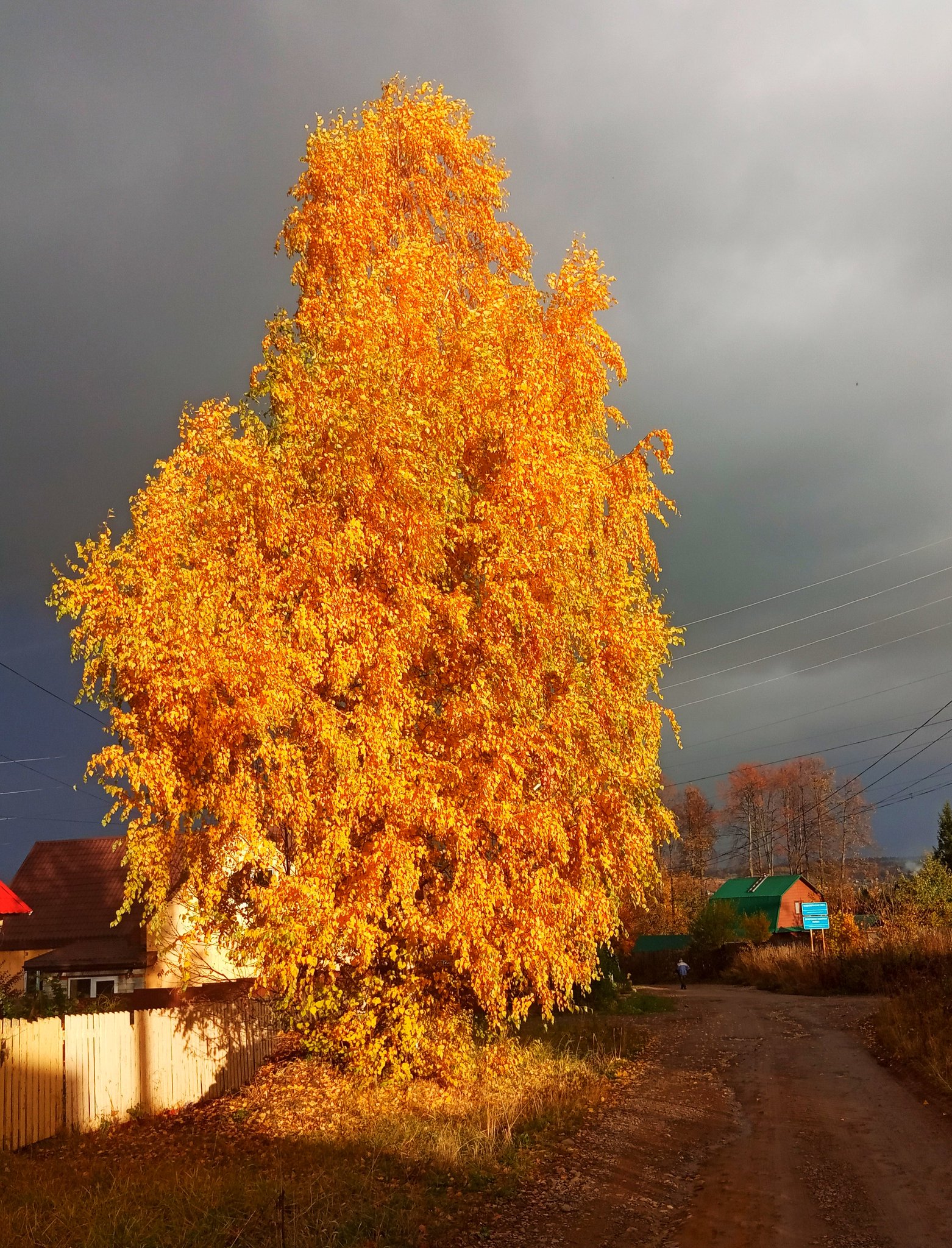 Сергей Лесник on Twitter: "по ходу у соседа берёзу сфоткал: https://t ...