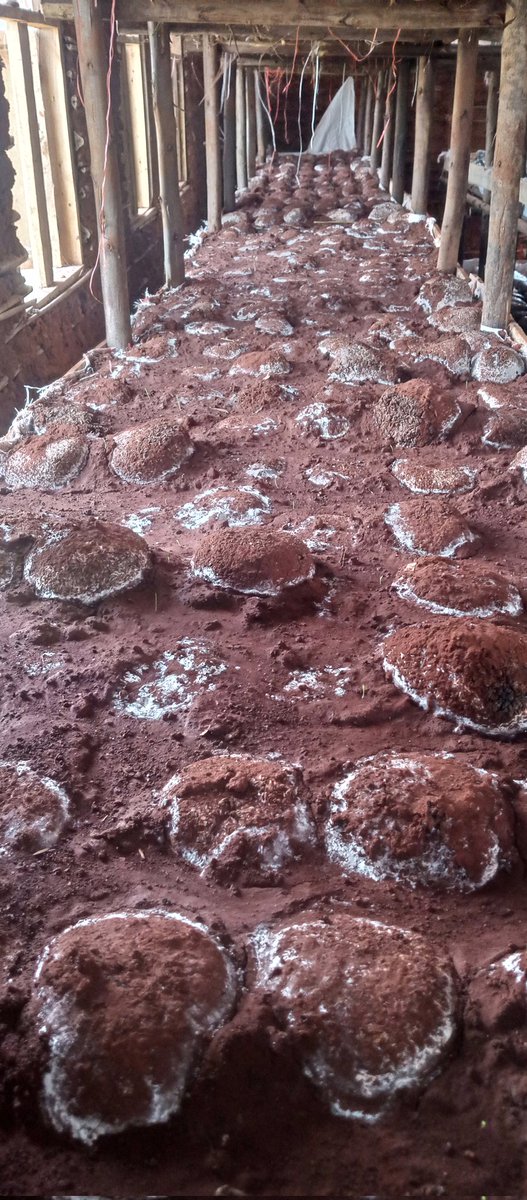 cocide21's tweet photo. La récolte des premiers champignons c'est pour bientôt à la @cocide21. Uwo murima w'ibizinu uje neza cane. 
@PAEEJ_Burundi, @BIJEBIJE3 @oneacrefundbu https://t.co/vOBjOHLnAm