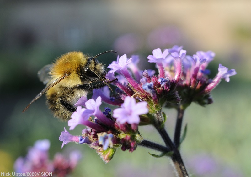 WildlifeTrusts's tweet photo. Where have all the insects gone? Catch up on our latest Wild LIVE where we asked the question: are we living through an insect apocalypse? 🐝 👉 https://t.co/0qhNynVrz5
@DaveGoulson @flygirlNHM @BumblebeeTrust @cumbriawildlife @CraigBennett3 #TheBigBuzz https://t.co/egbgQSzOmE