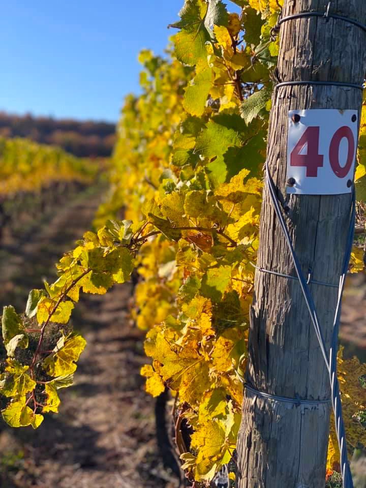 Fun fact: The sun is at a lower angle in autumn and a phenomenon called Rayleigh scattering directs more blue light toward your eyes. This will cause a more vibrant blue sky to the eye. ⁣⁣#AutumnVibes #winecountry #vineyardviews #cavein