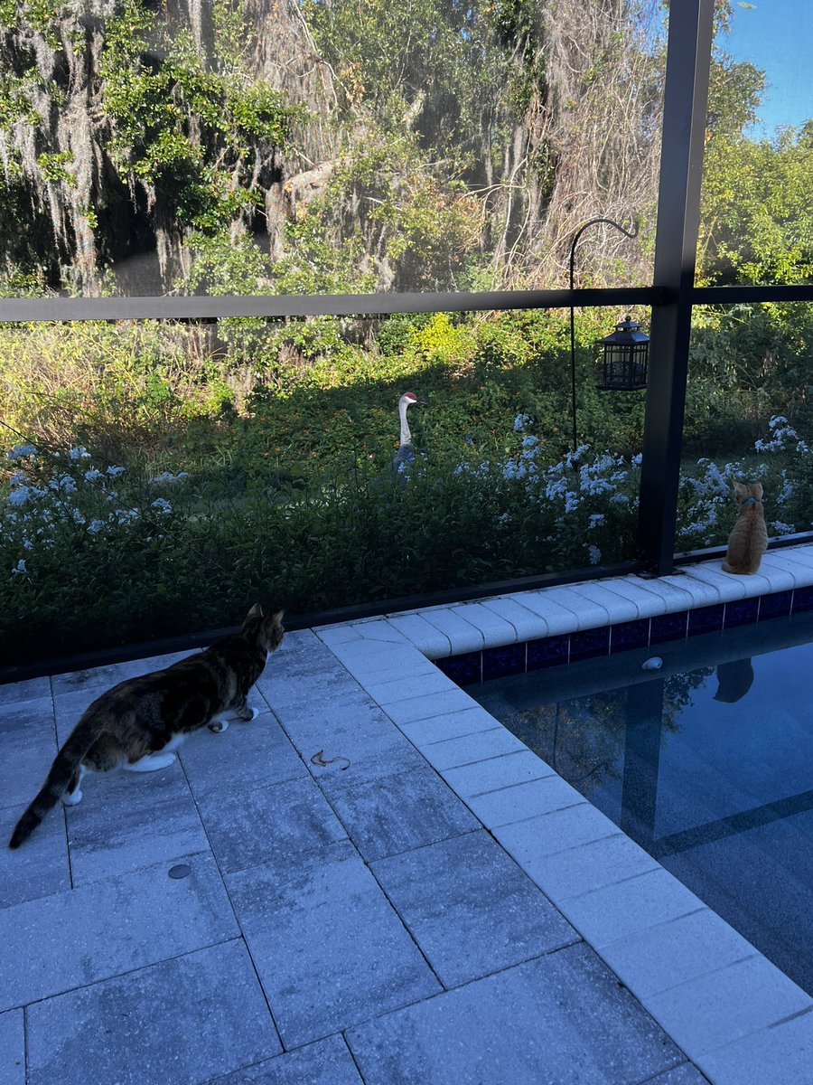 TwylaCat's tweet photo. Ready to protect baby Jaspurr from the giant birdie! https://t.co/IHB8CwmyN5