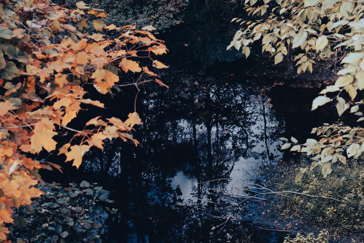 GarrettGallego's tweet photo. Creeks and Leaves 🦦🍂 #creek #fall #photography #fuji #leaves #seasons https://t.co/kR9ltV1S3k