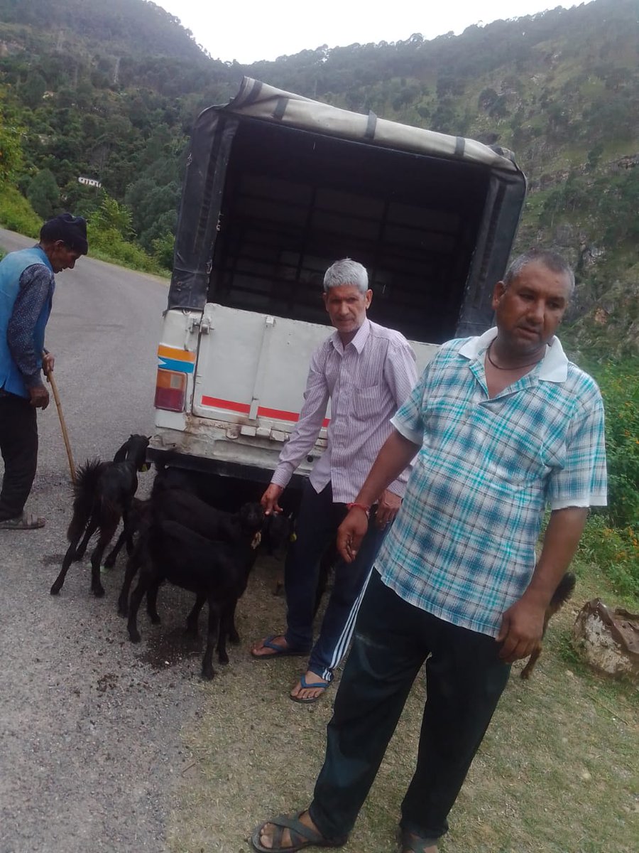 fiurudraprayag's tweet photo. ग्राम बडेथ में बीमार बकरियों का उपचार, ग्राम नगरासु में परियोजना के माध्यम से लाभार्थियों को स्वस्थ बकरियों का वितरण किया गया! #GoatTreatment #GoatsDistribution
#NCDC #UKCDP_USGCF @Dept_of_AHD @pashudhanUK @basava_ias @mdusgcf @aviddn @Uttarakhandcoo1 @SANJAYK47559742 https://t.co/rSkXGkjrQq