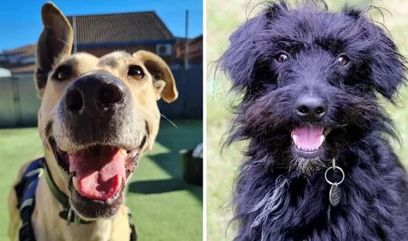 .@RSPCA_official on the lookout for homes for Britain's loneliest pups 🐕 [THREAD] 🧵