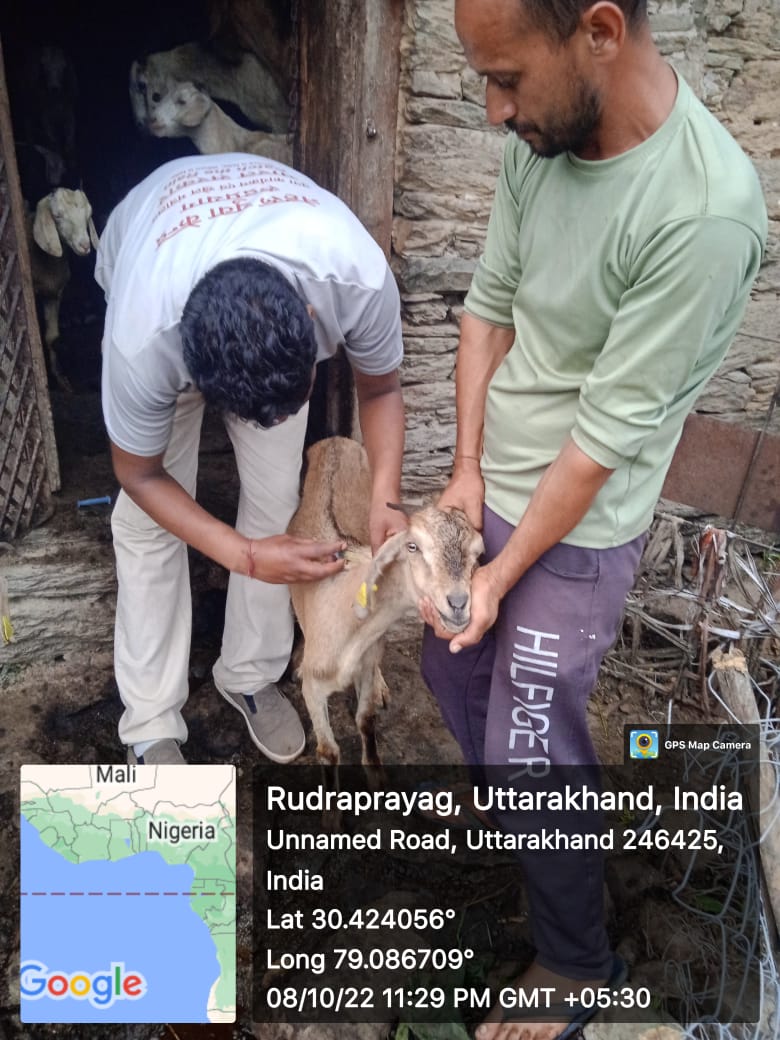 fiurudraprayag's tweet photo. ग्राम बडेथ में बीमार बकरियों का उपचार, ग्राम नगरासु में परियोजना के माध्यम से लाभार्थियों को स्वस्थ बकरियों का वितरण किया गया! #GoatTreatment #GoatsDistribution
#NCDC #UKCDP_USGCF @Dept_of_AHD @pashudhanUK @basava_ias @mdusgcf @aviddn @Uttarakhandcoo1 @SANJAYK47559742 https://t.co/rSkXGkjrQq