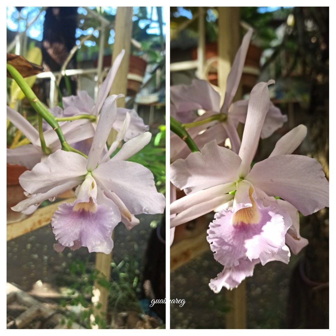 gaitangg's tweet photo. Cattleya Blue Moon. https://t.co/oun89DdpBR