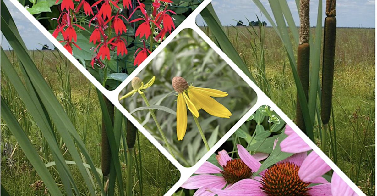 Next Saturday: Gina Roxas, a citizen of the Prairie Band Potawatomi Nation, will talk about native plants from a Native American cultural perspective. Learn more and register: 
eventbrite.com/e/ethnobotany-…