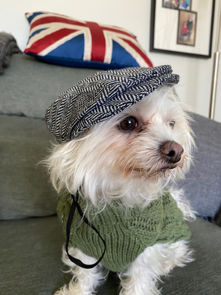 RowenaA's tweet photo. Check out MrGizDog in his new jumper and flat cap 😊😊 #gizdog #trendyboy https://t.co/QNp1rlS6GX