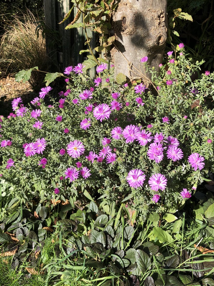 sclarem's tweet photo. Norman’s Jubilee aster has just started to flower. Planted in memory of our lovely Norman the cat who used to sleep under the tree. 😻 https://t.co/yb5gflZha3
