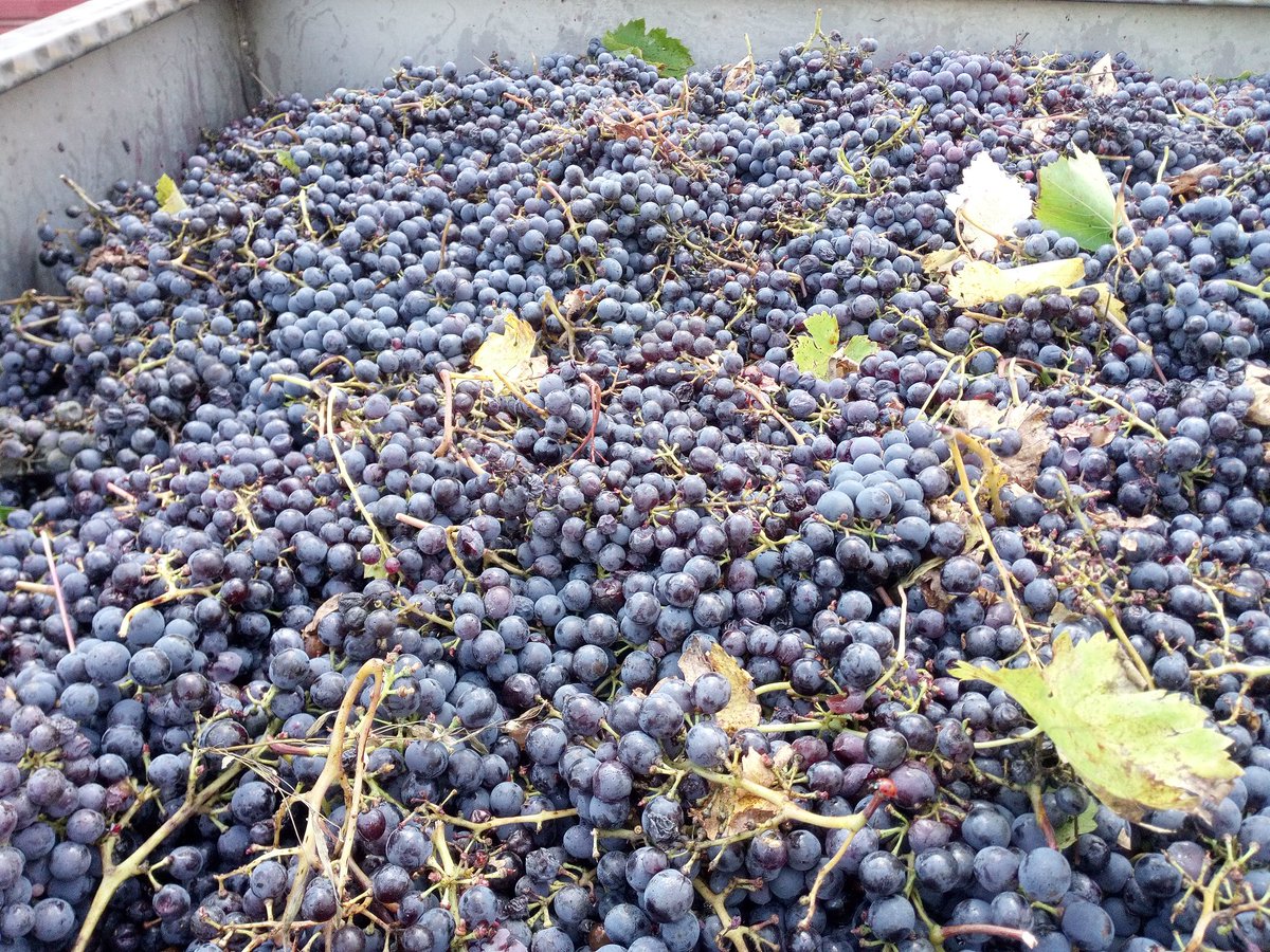 SignanoSangi's tweet photo. Ultime battute per il #sangiovese. #chianti #bio. #sangimignano. @vinitalyclub @ViniBiopuntobio https://t.co/JGpbwbExyr