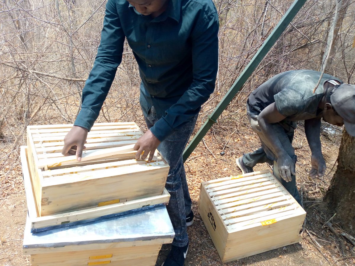 Sharing pictures of a new apiary being set up as part of our bigger intervention in Kenya with ~ 800 beekeepers across the country!

#KenyaBeekeeping #Sustainability #beekeepers #CommunityImpact #beekeeping #beekeepingAfrica #AfricanHoney