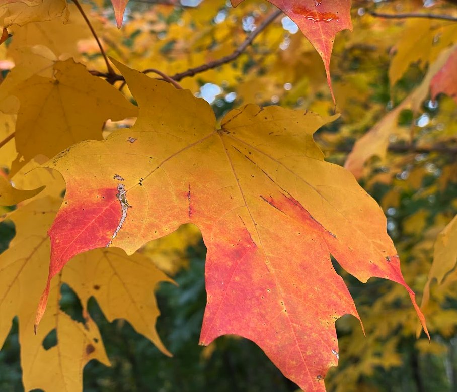 Clark Copland tweet media