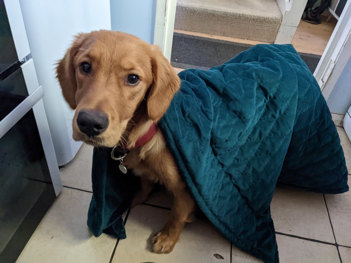 Dr Sophie Meredith tweet media