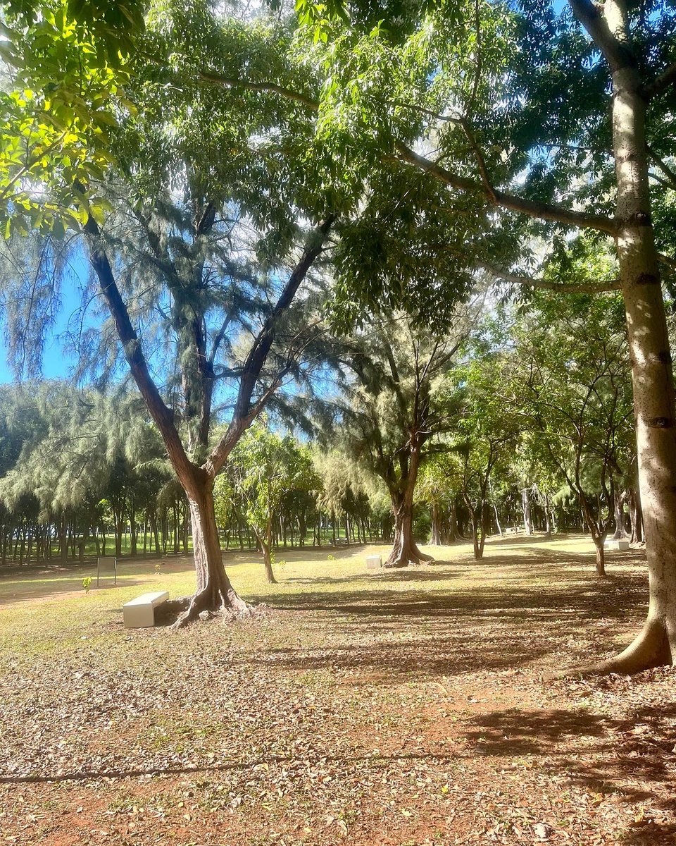 jvecinosmsur's tweet photo. Hermoso #sabado para caminar por el #parquemiradorsur  #FelizSabado #amigosdelparque https://t.co/if5YlzWgci
