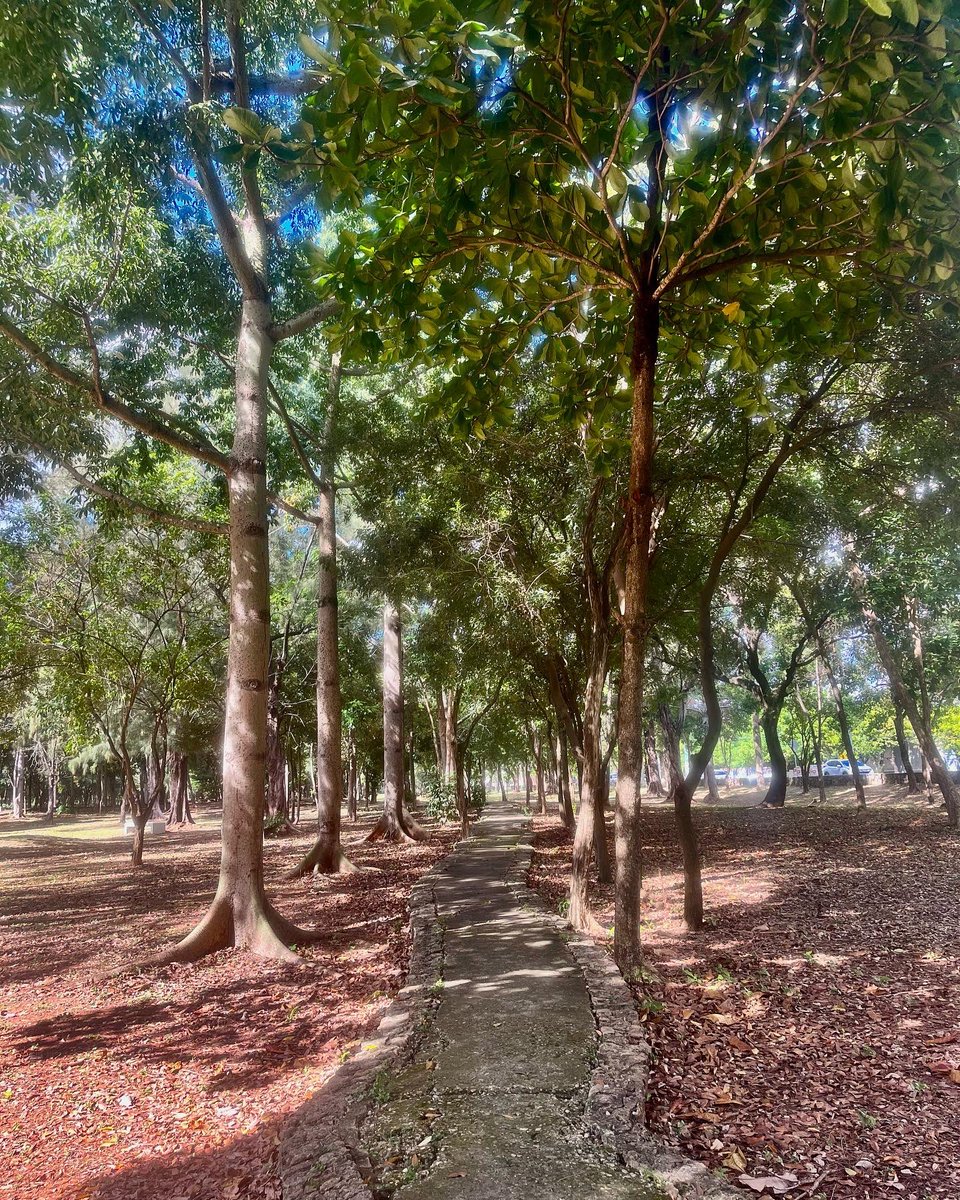 jvecinosmsur's tweet photo. Hermoso #sabado para caminar por el #parquemiradorsur  #FelizSabado #amigosdelparque https://t.co/if5YlzWgci