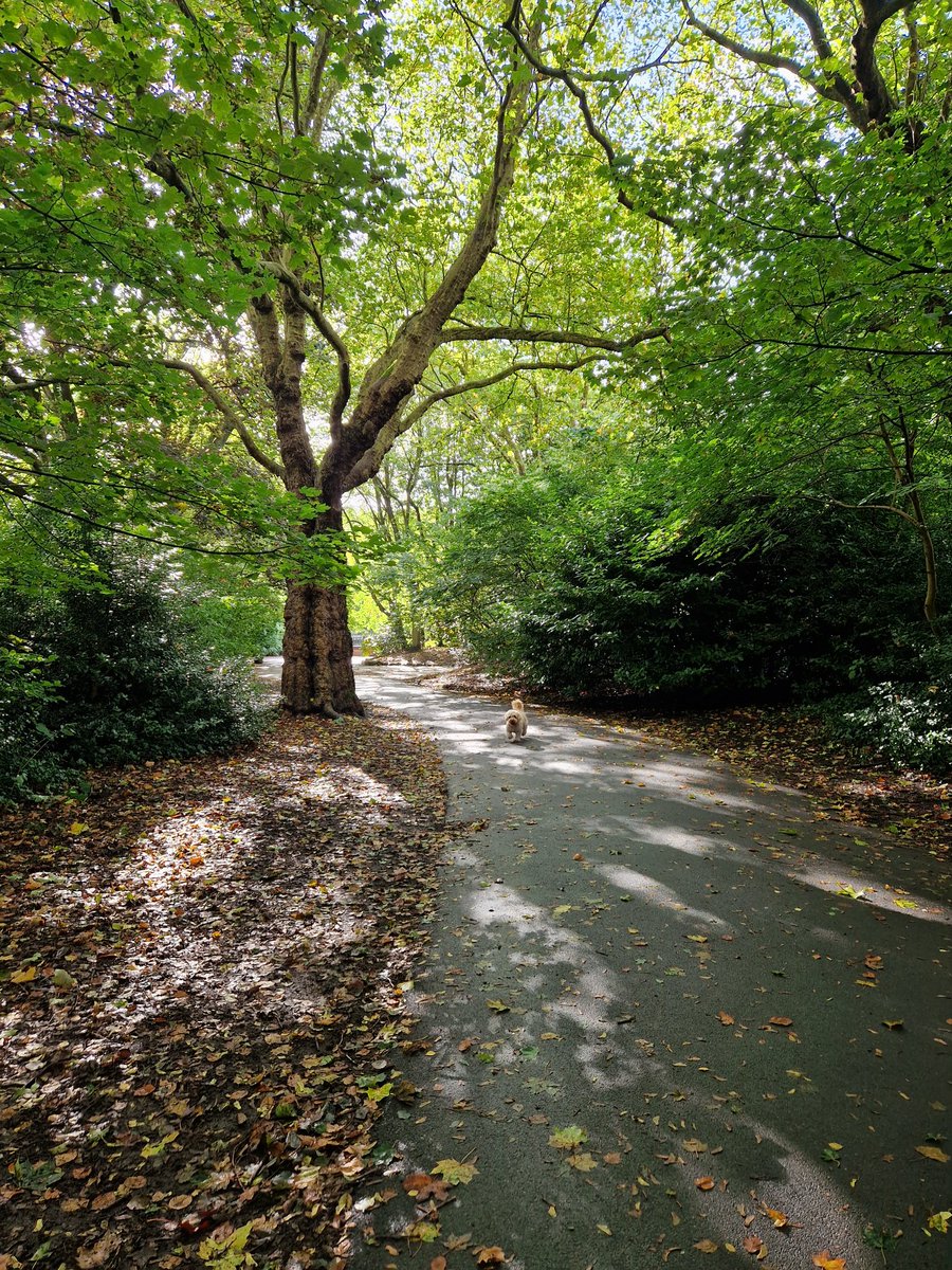 NorthRoadCycles 🚴‍♂️ tweet media