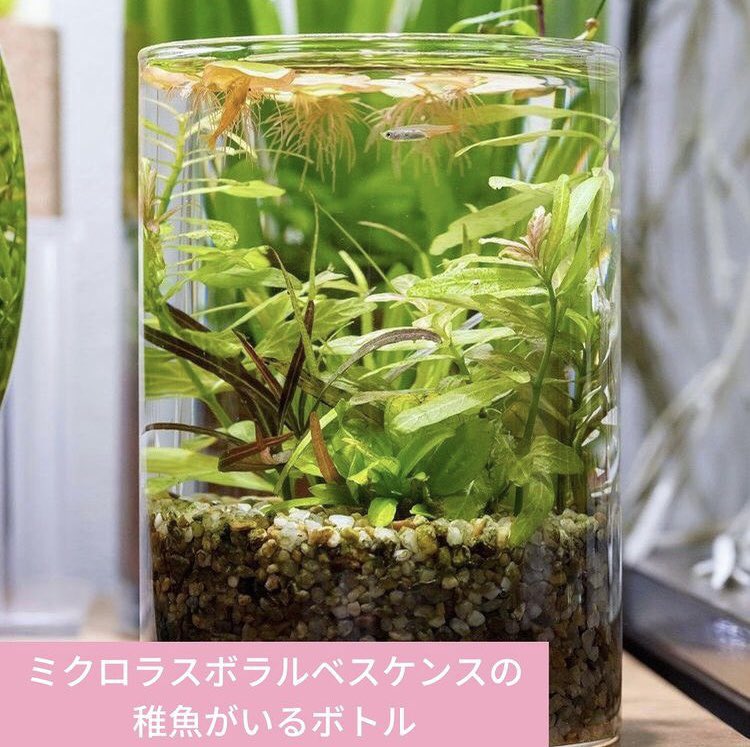 SmartTerra_JP's tweet photo. 「水草か主役ボトル」 https://t.co/lal2OrJgM0
