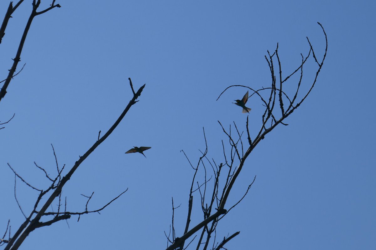 Rita_csf's tweet photo. Happy #WorldMigratoryBirdDay !🐦🪶

To our marvel, twice a year, billions of migratory birds embark on amazing journeys across the world. But they face many man-made threats, like intense city lights that often disorient them.

Let’s help protect their journey and dim the lights! https://t.co/iW0OMSUg8H