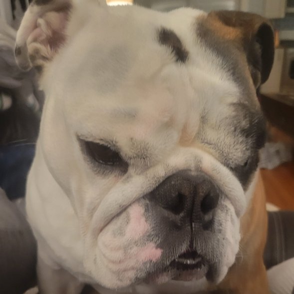 Practicing my game day face because I am, to paraphrase the poet Hank Williams, Jr., "ready for some FOOTBAAAAWWWWLLLL!"
See you at Beirne Stadium for kickoff, Bulldogs.