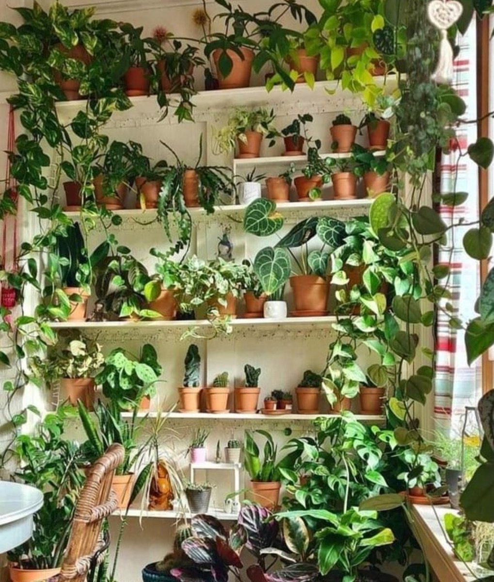 HobbyistPlant's tweet photo. The greenest shelf you'll see 🌿 https://t.co/Ir7p3eiZki