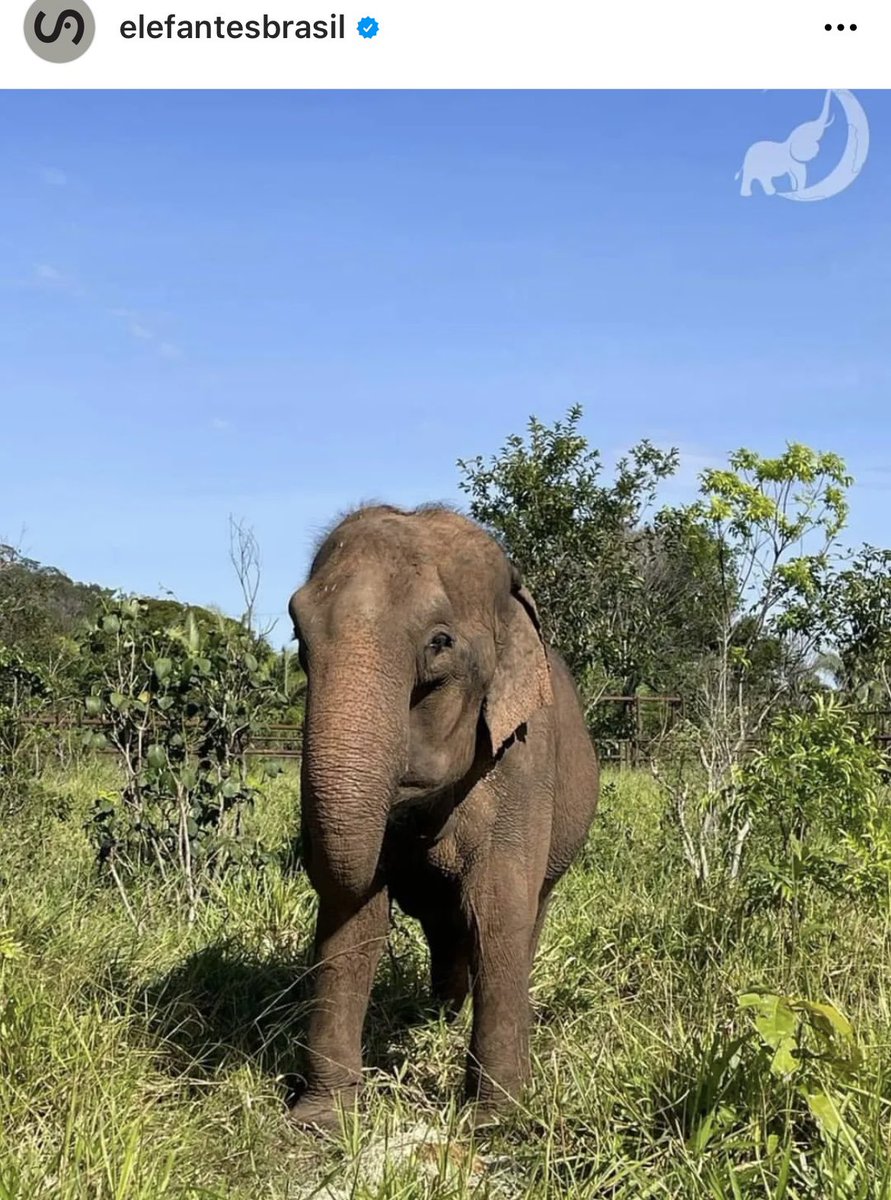 Después de décadas de encierro maltrato, circo y cemento, Pocha y Guillermina conocieron la libertad, Pocha falleció ayer, vivió solo 4 meses en el santuario de elefantes de Brasil, pero murió siendo elefante de verdad. 🐘💔 #NoMasZoo