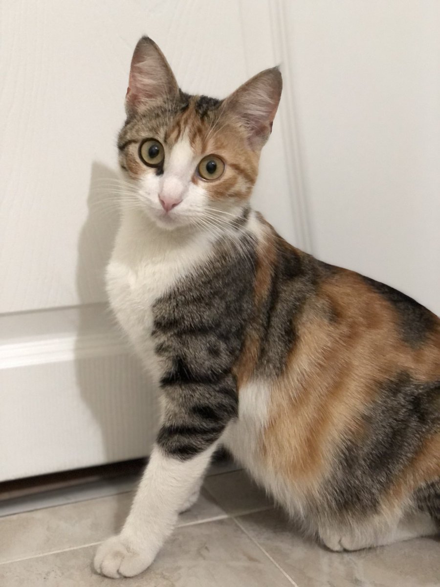 ipkcss's tweet photo. Portakal 1 yaşında dişi kedi , Salı gününden beri kayıptır. 
istanbul - Güngören/Akıncılar (eski aygaz durağı) bölgesinde kaybolmuştur. 😔 @fiplimario_ https://t.co/wz0gEUmpMs