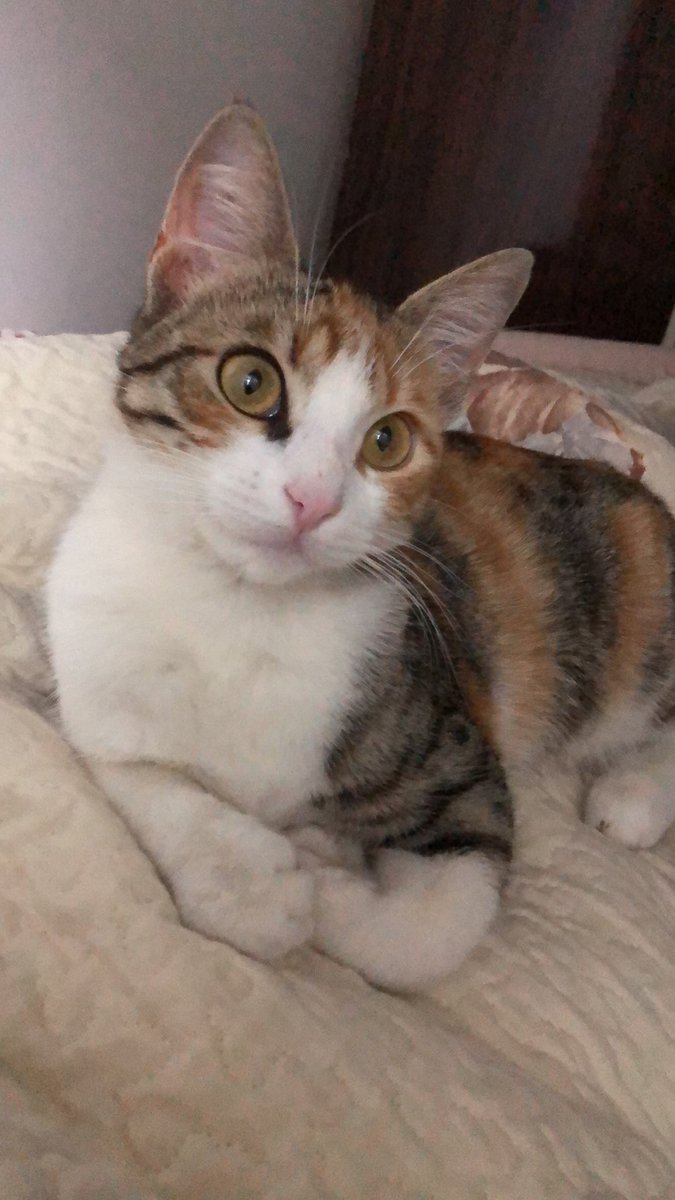 ipkcss's tweet photo. Portakal 1 yaşında dişi kedi , Salı gününden beri kayıptır. 
istanbul - Güngören/Akıncılar (eski aygaz durağı) bölgesinde kaybolmuştur. 😔 @fiplimario_ https://t.co/wz0gEUmpMs