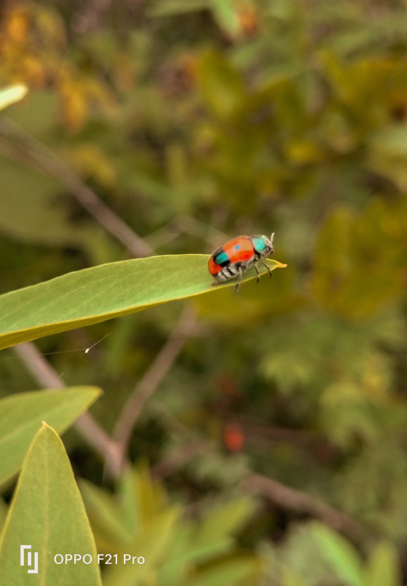 RPhotography33's tweet photo. Shot on @oppo 
#shotonoppo #nature #shotonoppof21pro https://t.co/w7CSmrrUD4