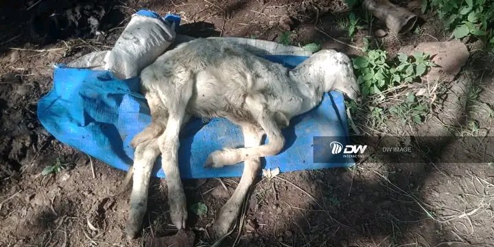 mahi_tigray's tweet photo. The dictatorial government of Ethiopia carried out a drone attack targeting innocent citizens in Shire city today.
The world should take urgent action to save the people of Tigray from destruction
#TigrayCantWait #TigrayIsUnderAttack #TigrayGenocide 
@POTUS @SecBlinken  @UNOCHA https://t.co/f0vQrnh4DJ